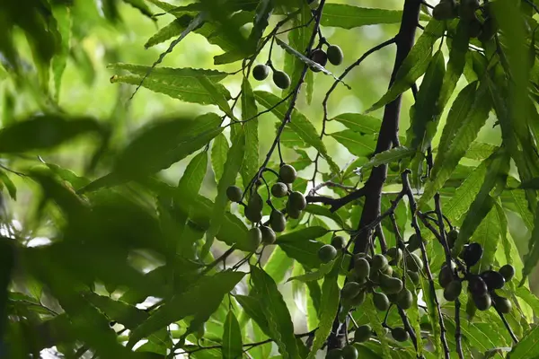 Polyalthia longifolia meyveleri ağaçta. Ağacın diğer adı Ashoka, glodokan, glodogan tiang, False Ashok Tree. Bu ağaçların kabuğu birçok Ayurvedic ilaç yapımında kullanılır..