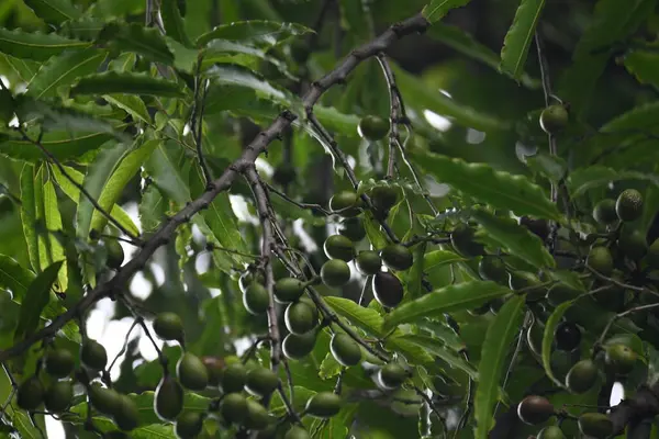Polyalthia longifolia meyveleri ağaçta. Ağacın diğer adı Ashoka, glodokan, glodogan tiang, False Ashok Tree. Bu ağaçların kabuğu birçok Ayurvedic ilaç yapımında kullanılır..