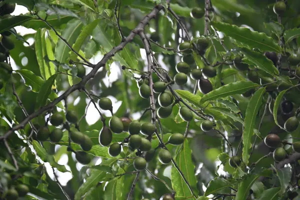 Polyalthia longifolia meyveleri ağaçta. Ağacın diğer adı Ashoka, glodokan, glodogan tiang, False Ashok Tree. Bu ağaçların kabuğu birçok Ayurvedic ilaç yapımında kullanılır..