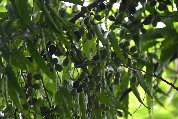 Polyalthia longifolia meyveleri ağaçta. Ağacın diğer adı Ashoka, glodokan, glodogan tiang, False Ashok Tree. Bu ağaçların kabuğu birçok Ayurvedic ilaç yapımında kullanılır..