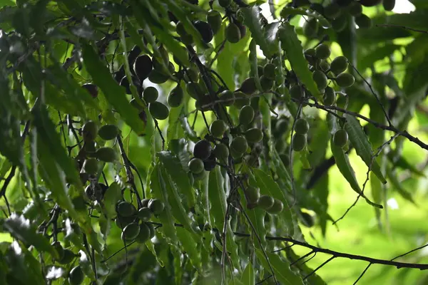 Polyalthia longifolia meyveleri ağaçta. Ağacın diğer adı Ashoka, glodokan, glodogan tiang, False Ashok Tree. Bu ağaçların kabuğu birçok Ayurvedic ilaç yapımında kullanılır..