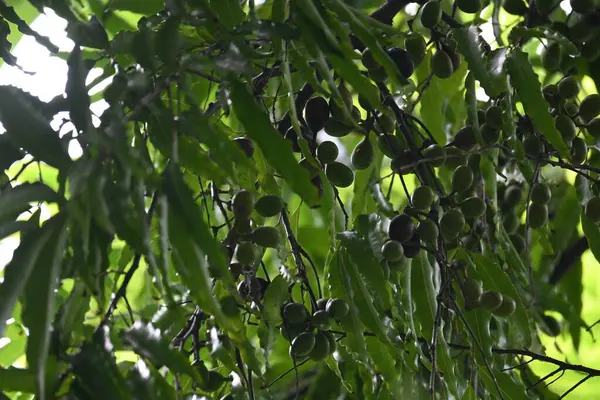 Polyalthia longifolia meyveleri ağaçta. Ağacın diğer adı Ashoka, glodokan, glodogan tiang, False Ashok Tree. Bu ağaçların kabuğu birçok Ayurvedic ilaç yapımında kullanılır..