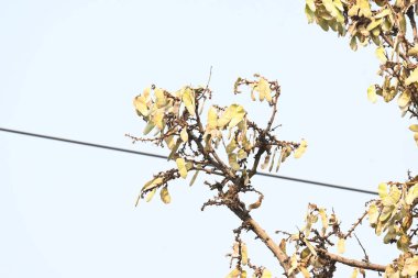 Ağaçta monosperma kozaları var. Buteanative 'in bir türüdür. Diğer adı ormanın alevi ve piç meşe ağacı.. 