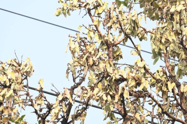 Ağaçta monosperma kozaları var. Buteanative 'in bir türüdür. Diğer adı ormanın alevi ve piç meşe ağacı.. 