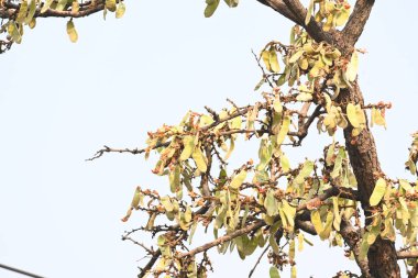 Ağaçta monosperma kozaları var. Buteanative 'in bir türüdür. Diğer adı ormanın alevi ve piç meşe ağacı.. 
