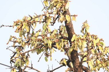 Ağaçta monosperma kozaları var. Buteanative 'in bir türüdür. Diğer adı ormanın alevi ve piç meşe ağacı.. 