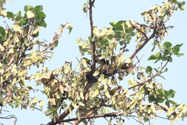Ağaçta monosperma kozaları var. Buteanative 'in bir türüdür. Diğer adı ormanın alevi ve piç meşe ağacı.. 