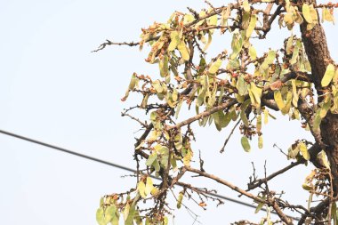 Ağaçta monosperma kozaları var. Buteanative 'in bir türüdür. Diğer adı ormanın alevi ve piç meşe ağacı.. 