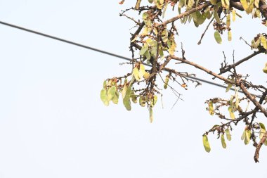 Ağaçta monosperma kozaları var. Buteanative 'in bir türüdür. Diğer adı ormanın alevi ve piç meşe ağacı.. 