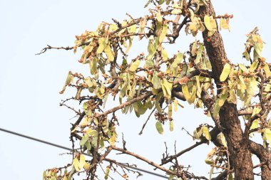 Ağaçta monosperma kozaları var. Buteanative 'in bir türüdür. Diğer adı ormanın alevi ve piç meşe ağacı.. 