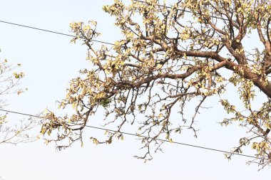 Ağaçta monosperma kozaları var. Buteanative 'in bir türüdür. Diğer adı ormanın alevi ve piç meşe ağacı.. 