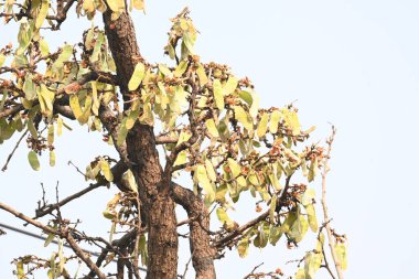 Ağaçta monosperma kozaları var. Buteanative 'in bir türüdür. Diğer adı ormanın alevi ve piç meşe ağacı.. 