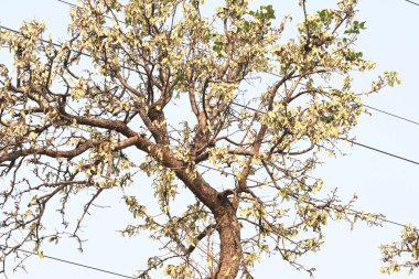 Ağaçta monosperma kozaları var. Buteanative 'in bir türüdür. Diğer adı ormanın alevi ve piç meşe ağacı.. 