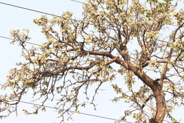 Ağaçta monosperma kozaları var. Buteanative 'in bir türüdür. Diğer adı ormanın alevi ve piç meşe ağacı.. 