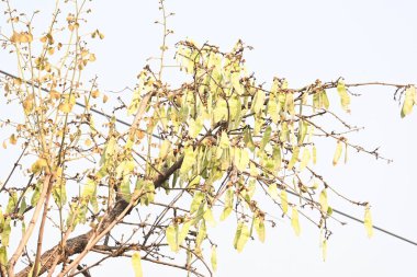 Ağaçta monosperma kozaları var. Buteanative 'in bir türüdür. Diğer adı ormanın alevi ve piç meşe ağacı.. 