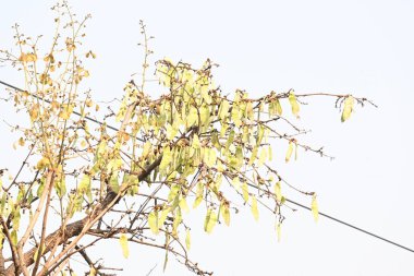 Ağaçta monosperma kozaları var. Buteanative 'in bir türüdür. Diğer adı ormanın alevi ve piç meşe ağacı.. 