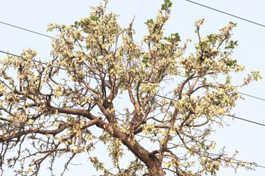 Ağaçta monosperma kozaları var. Buteanative 'in bir türüdür. Diğer adı ormanın alevi ve piç meşe ağacı.. 