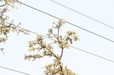 Ağaçta monosperma kozaları var. Buteanative 'in bir türüdür. Diğer adı ormanın alevi ve piç meşe ağacı.. 