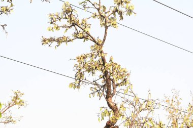 Ağaçta monosperma kozaları var. Buteanative 'in bir türüdür. Diğer adı ormanın alevi ve piç meşe ağacı.. 