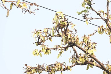 Ağaçta monosperma kozaları var. Buteanative 'in bir türüdür. Diğer adı ormanın alevi ve piç meşe ağacı.. 
