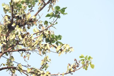 Ağaçta monosperma kozaları var. Buteanative 'in bir türüdür. Diğer adı ormanın alevi ve piç meşe ağacı.. 