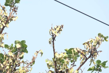 Ağaçta monosperma kozaları var. Buteanative 'in bir türüdür. Diğer adı ormanın alevi ve piç meşe ağacı.. 