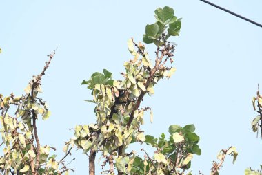 Ağaçta monosperma kozaları var. Buteanative 'in bir türüdür. Diğer adı ormanın alevi ve piç meşe ağacı.. 