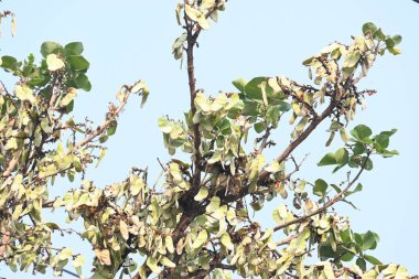 Ağaçta monosperma kozaları var. Buteanative 'in bir türüdür. Diğer adı ormanın alevi ve piç meşe ağacı.. 