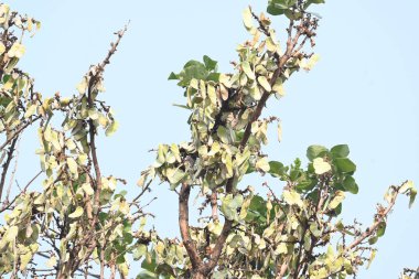 Ağaçta monosperma kozaları var. Buteanative 'in bir türüdür. Diğer adı ormanın alevi ve piç meşe ağacı.. 