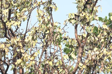 Ağaçta monosperma kozaları var. Buteanative 'in bir türüdür. Diğer adı ormanın alevi ve piç meşe ağacı.. 