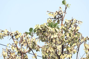 Ağaçta monosperma kozaları var. Buteanative 'in bir türüdür. Diğer adı ormanın alevi ve piç meşe ağacı.. 