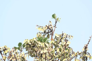 Ağaçta monosperma kozaları var. Buteanative 'in bir türüdür. Diğer adı ormanın alevi ve piç meşe ağacı.. 