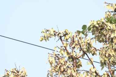 Ağaçta monosperma kozaları var. Buteanative 'in bir türüdür. Diğer adı ormanın alevi ve piç meşe ağacı.. 