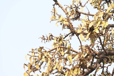 Ağaçta monosperma kozaları var. Buteanative 'in bir türüdür. Diğer adı ormanın alevi ve piç meşe ağacı.. 