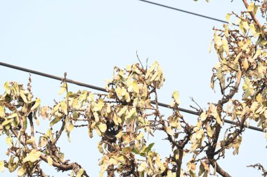 Ağaçta monosperma kozaları var. Buteanative 'in bir türüdür. Diğer adı ormanın alevi ve piç meşe ağacı.. 