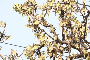 Ağaçta monosperma kozaları var. Buteanative 'in bir türüdür. Diğer adı ormanın alevi ve piç meşe ağacı.. 