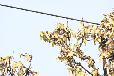 Ağaçta monosperma kozaları var. Buteanative 'in bir türüdür. Diğer adı ormanın alevi ve piç meşe ağacı.. 