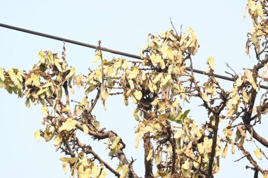 Ağaçta monosperma kozaları var. Buteanative 'in bir türüdür. Diğer adı ormanın alevi ve piç meşe ağacı.. 