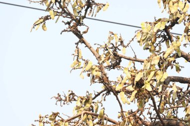 Ağaçta monosperma kozaları var. Buteanative 'in bir türüdür. Diğer adı ormanın alevi ve piç meşe ağacı.. 