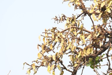 Ağaçta monosperma kozaları var. Buteanative 'in bir türüdür. Diğer adı ormanın alevi ve piç meşe ağacı.. 