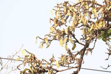 Ağaçta monosperma kozaları var. Buteanative 'in bir türüdür. Diğer adı ormanın alevi ve piç meşe ağacı.. 