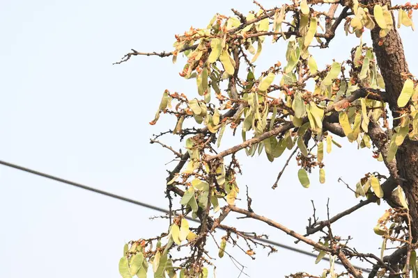 Ağaçta monosperma kozaları var. Buteanative 'in bir türüdür. Diğer adı ormanın alevi ve piç meşe ağacı.. 