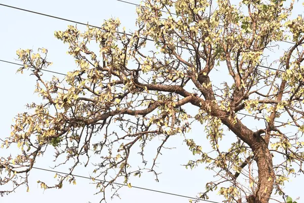Ağaçta monosperma kozaları var. Buteanative 'in bir türüdür. Diğer adı ormanın alevi ve piç meşe ağacı.. 