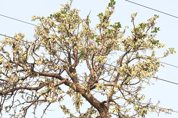 Ağaçta monosperma kozaları var. Buteanative 'in bir türüdür. Diğer adı ormanın alevi ve piç meşe ağacı.. 