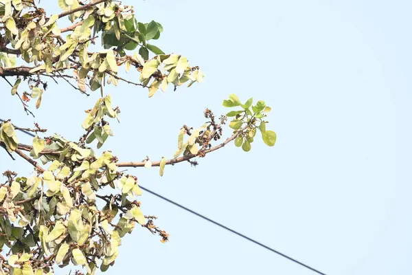 Ağaçta monosperma kozaları var. Buteanative 'in bir türüdür. Diğer adı ormanın alevi ve piç meşe ağacı.. 