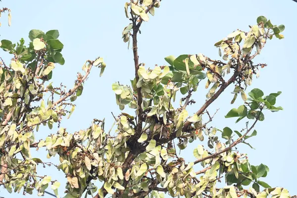 Ağaçta monosperma kozaları var. Buteanative 'in bir türüdür. Diğer adı ormanın alevi ve piç meşe ağacı.. 