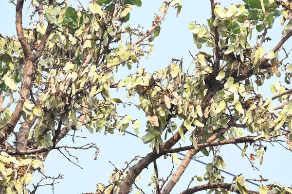 Ağaçta monosperma kozaları var. Buteanative 'in bir türüdür. Diğer adı ormanın alevi ve piç meşe ağacı.. 