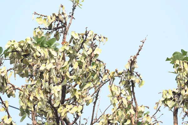 Ağaçta monosperma kozaları var. Buteanative 'in bir türüdür. Diğer adı ormanın alevi ve piç meşe ağacı.. 
