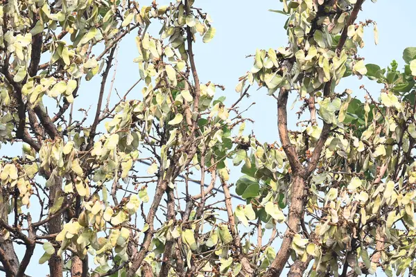 Ağaçta monosperma kozaları var. Buteanative 'in bir türüdür. Diğer adı ormanın alevi ve piç meşe ağacı.. 