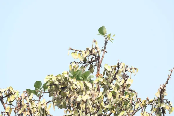 Ağaçta monosperma kozaları var. Buteanative 'in bir türüdür. Diğer adı ormanın alevi ve piç meşe ağacı.. 